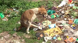 Paralysed dog growled and barked but patience brought a sweet reward [upl. by Onidranreb425]