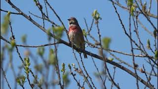 Gesang Bluthänfling  Linnet bird singing [upl. by Ahsinej]