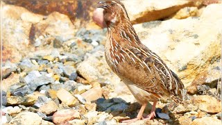 Unveiling the Mysterious Nature sounds of common Quail  Bater ki Awaaz [upl. by Iarised615]