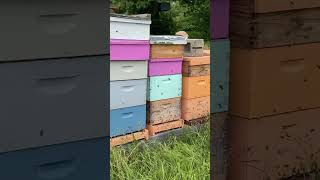 Busy busy bees beekeeping apiary honeybee savethebees beekeeper farming busybee busyasabee [upl. by Tavy334]