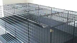 HUGE CampC Guinea Pig Cage  3Level Deluxe Large Custom Cage Design by BlueStoneCommerce [upl. by Aivle762]