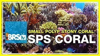 Week 37 Small Polyp Stony corals SPS selection care amp placement  52 Weeks of Reefing [upl. by Cresa]