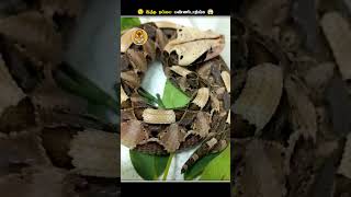 தப்பித்தவறிகூட இந்த Cute ஆன பாம்பு கிட்ட போய்டாதிங்க  Gaboon Viper  Animal Voiceover Tamil [upl. by Venable]