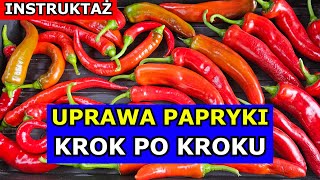 Jak uprawiać Paprykę Krok po Kroku Uprawa Papryki od Sadzenia do Zbioru [upl. by Kassie]