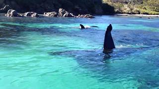 Beautiful Orcas in New Zealand [upl. by Harcourt]