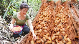 Harvest Pupae  DUONG DUA  in Rotten Wild Coconut Trunks Goes To Market Sell Cooking Pupae [upl. by Annaili]