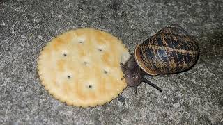 Garden Snail Eating Ritz Cracker Time Lapse [upl. by Kohl950]