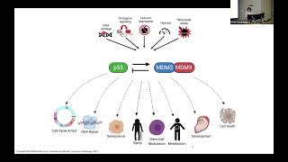 91324  Travels with the P53 Tumor Suppressor Network [upl. by Ynoble207]