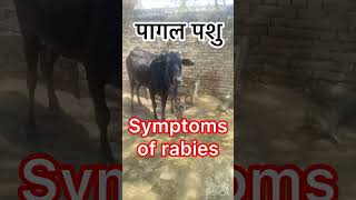 Symptoms of rabies l dr Umar Khan [upl. by Rolf]