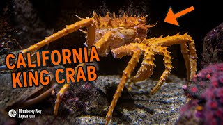 The California King Crab The Height Of Crustacean Luxury  The Critter Corner [upl. by Delcina]