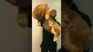 Adorable Animals Before and After Transformation 💥short animalsofyoutube viral [upl. by Huebner]