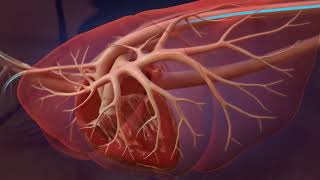 Heartworm Life Cycle for Professionals [upl. by Gladdy]