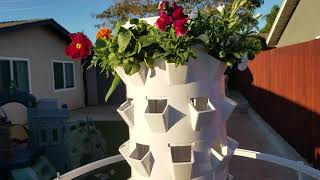 Week One Aeroponics Tower Gardens [upl. by Swithbart]