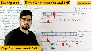 Regulation of gene Expression  Lac Operon  Lecture 10 [upl. by Judsen]