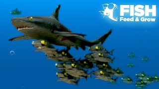 THE GIANT SHARK SHOAL  Fish Feed Grow  21 [upl. by Naginarb]