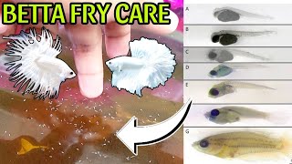 BETTA FRY FOOD DAY 1 TO 1 MONTH FULL GUIDE IN HINDI  BETTA FISH BREEDING  FIGHTER FISH BREEDING [upl. by Gone16]