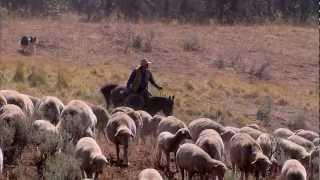 Montana Sheep Drive  Americas Heartland [upl. by Hayes]