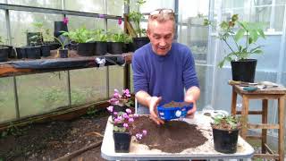 How to grow cyclamen from seed part 2 [upl. by Bobinette22]