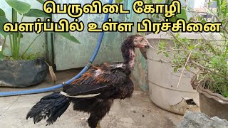 பெருவிடை கோழி வளர்ப்பில் உள்ள பிரச்சினைபெருவிடை கோழி வளர்ப்பில் வெற்றி அடைய [upl. by Rebeka]