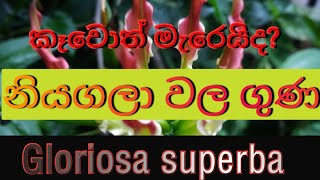 නියගලාවල ගුණGloriosa superbapoison [upl. by Serge]