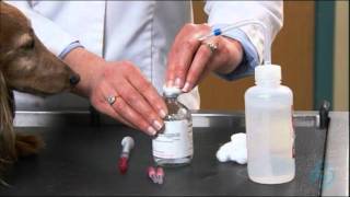 Willard Vet Tutorial How to give your pet dog at home injections [upl. by Ecnerrat]