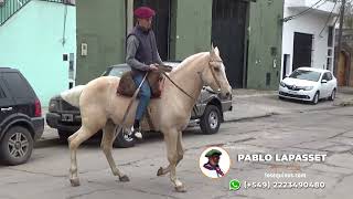 Caballo bayo ruano manso  2000000  LOSEQUINOSCOM [upl. by Cassius]