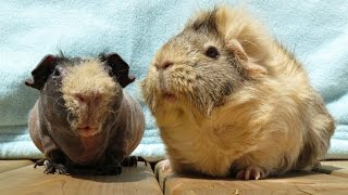 Cage Cleaning amp Baths Guinea Pig CampC Cages With Fleece [upl. by Aelaza314]