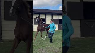 Preparing Cinder for the Holsteiner approvals filly fancy mare breeding horse equine [upl. by Lemej873]