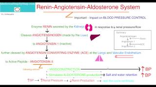 Renin Angiotensin Aldosterone System [upl. by Gelasias]