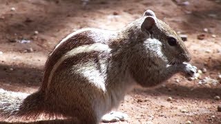 Indian palm squirrel  a mythological legend [upl. by Adiana]