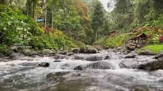 Salinan dari Peaceful Forest River Calming Mountain Stream Sound Beautiful Birds Chirping [upl. by Rickie]