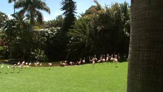 Flamencos  Loro Parque [upl. by Landahl975]