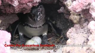 World Penguin Day PSA  Galapagos Penguins [upl. by Cooley]