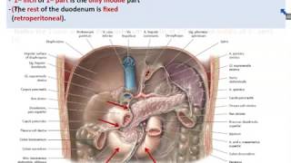 Anatomy of the Small Intestine 1  The Duodenum  Dr Ahmed Farid [upl. by Neural]