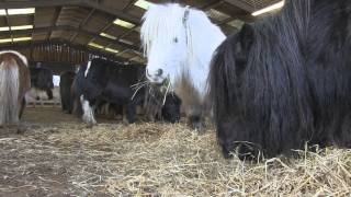 Rescued  a family herd of Shetland Ponies [upl. by Olga]