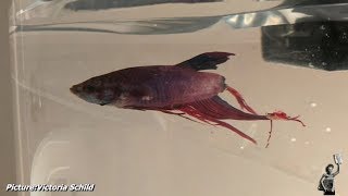 Woman Buys Fish Rotting Away At Walmart Can’t Believe Her Eyes 4 Weeks Later [upl. by Alenairam750]