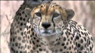 Amazing Cheetah Chase Compilation [upl. by Nnyrat]