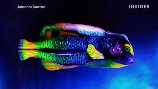 These amazing animals are really people covered in body paint [upl. by Auoh]