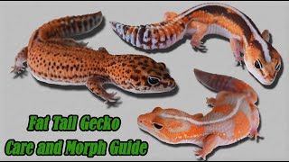 African Fat Tail Gecko Care and Morphs [upl. by Annemarie]