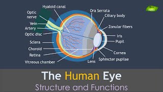 Human Eye Anatomy  Structure and Functions  Basic Science Series [upl. by Abeh267]