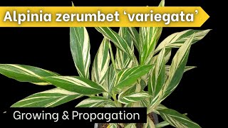 How to Grow VARIEGATED GINGER  Alpinia zerumbet variegata [upl. by Edahs]