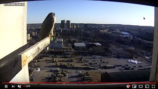 Peregrine Networks Live Peregrine Falcon Feed3 Manchester NH USA [upl. by Noira]