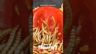 Mealworms Vs 🍅 food wormlapse petfood insects mealworms petcare MealwormTimelapse [upl. by Asilehs528]