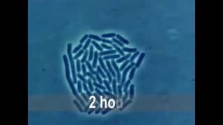 Multiplication de bactéries  Pneumocoques  par division cellulaire [upl. by Weissman]