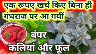 Gandharaj Plant CareGardenia Plant Careऐसे पाएं गंधराज में बंपर फूलGandhraj flower plantगंधराज [upl. by Siugram]