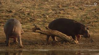 Safari Diaries Big Fat Hippo Fun [upl. by Knut]