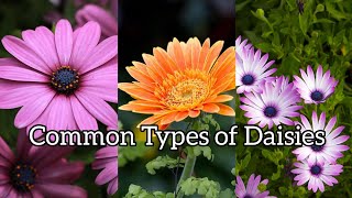 Common Types of Daisies [upl. by Eyot]