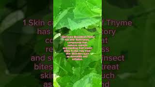 What Is Cuban OreganoBroad leaf Thyme Used Fororegano [upl. by Akenn]