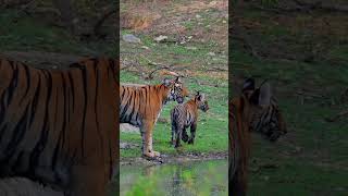 Kabini Forest Safari in JLR jeep [upl. by Ahras844]