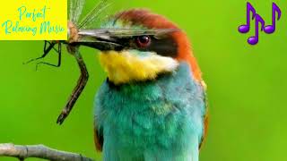 European Bee Eater Merops apiaster call Relaxing Nature Sounds Bird singing Soothing Sounds [upl. by Aieka]